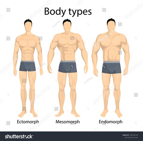 Male Body Types Ectomorph Mesomorph Endomorph Stock Illustration 1044795724