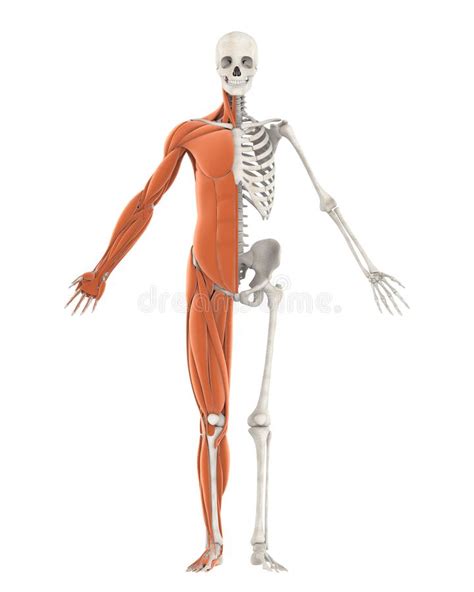 Anatomie Humaine De Squelette Et De Muscle D Isolement Illustration