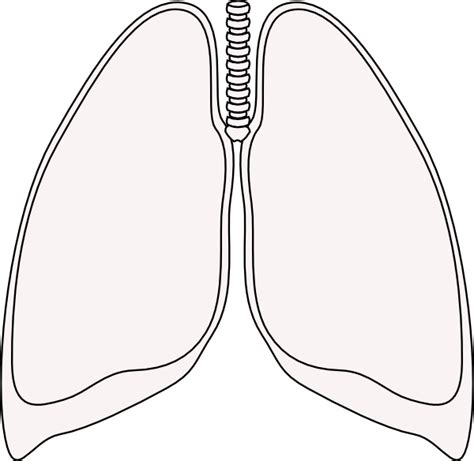 Lung Clipart 20 Free Cliparts Download Images On Clipground 2023