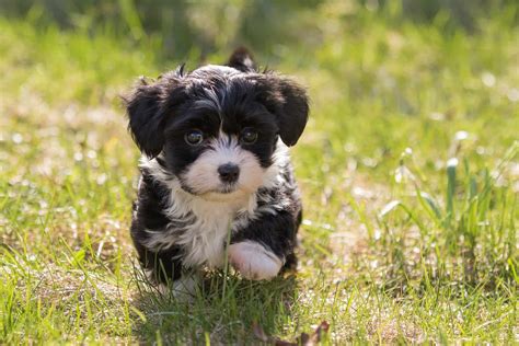 Are Havanese Hypoallergenic? Havanese Shedding And Grooming