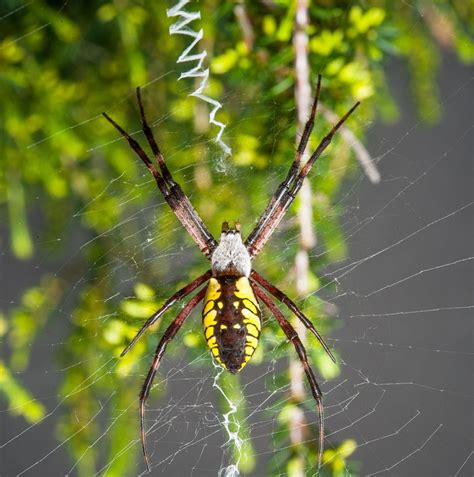 Site About Garden Garden Orb Weaver Spider Facts