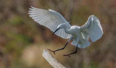 Little Egret Landing Photograph By Morris Finkelstein Fine Art America