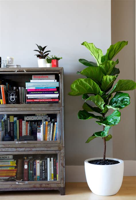 Interior Decoration Choosing The Right Indoor Plants Hamstech Blog