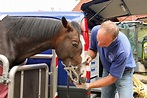 Fachtierarzt für Pferde - Dr. Karl Pauritsch