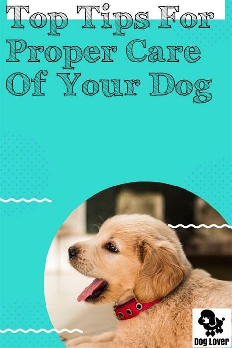 Everything You Need To Know About Dog Training Pets Activities Dog