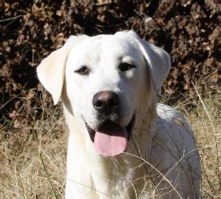 These pure white dogs are called polar bear labs, because their coloration resembles that of a polar bear. White Labrador Retriever puppies | Labrador retriever puppies, Labrador retriever, Labrador ...