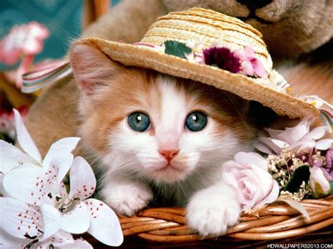 Cute Kittens High Definition Wallpapers High Definition Backgrounds