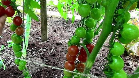 How To Prune Tomatoes For Earlier Harvests Higher Yields