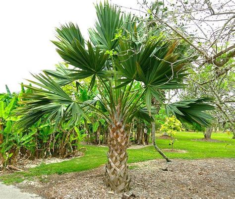 Top 20 Palm Trees That Can Survive Freezing Weather Cold Hardy Palm