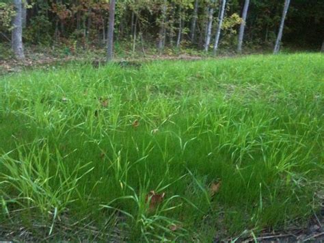 Thick Clumps Of Grass Newly Seeded Tall Fescue Lawn