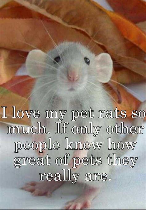I Love My Pet Rats So Much If Only Other People Knew How Great Of Pets