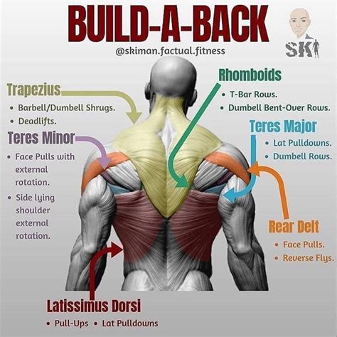 Pin By Alexa Siragusa On Back Workout Traps Rhomboids Rear Delts