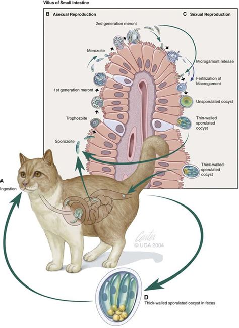 The parasites have a life cycle that can be completed in humans and many types of animals. Cryptosporidiosis and Cyclosporiasis | Veterian Key