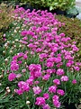 PlantFiles: Picture #1 of Sea Thrift, Sea Pink, Common Thrift ...
