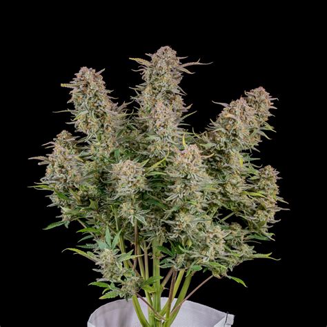 Bruce Banner Auto Fast Buds Fast Buds Autoflowering Seeds