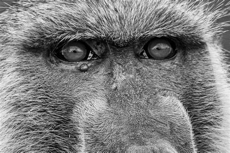 Free Images Black And White Wildlife Mammal Fauna Primate Close