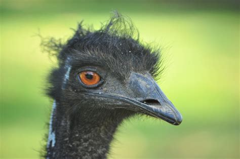 Free Images Male Wildlife Beak Ostrich Fauna Savannah Feathers