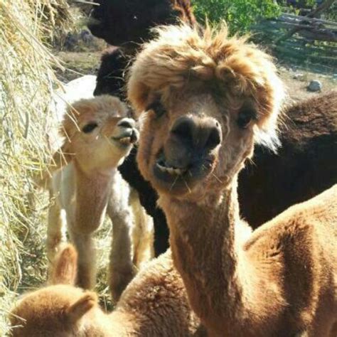alpacas funny animal pictures
