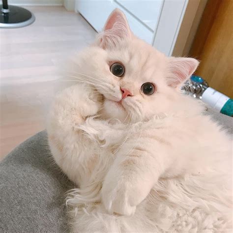 Cute Cat Pose 😁 Cute Baby Cats Kittens Cutest Cats