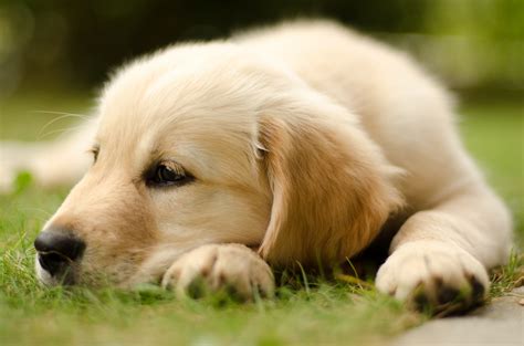 Alles für den hund hunde sachen ich liebe hunde hund zubehör hunde bilder sprüche tiere tiere hund süße maus lustige haustiere. Mein süsser Hund Foto & Bild | tiere, haustiere, hunde ...