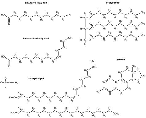 Biological Molecules · Concepts Of Biology