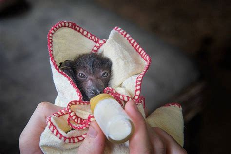 These Orphaned Baby Bats In Australia Have Found The Care They Need