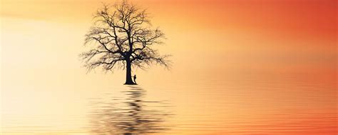 Download Wallpaper 2560x1024 Tree Silhouette Lonely Sea Reflection