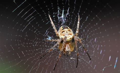 Arachnofobia Co To Jest Objawy Jak Leczyć Porady W Interiapl