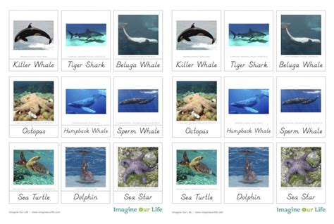 Animals Of The Ocean For The Montessori Wall Map And Quietbook With