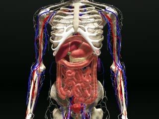 From wikimedia commons, the free media repository. picture of - Picture Of Internal Organs In The Human Body