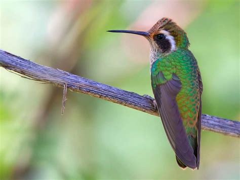 Different Types Of Hummingbirds Hummingbirds Plus