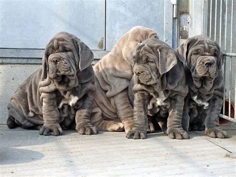 Neapolitan mastiff puppies for sale love a good friend and are the embodiment of a gentle giant. Neapolitan Mastiff Puppies For Sale | Philadelphia, PA #255505