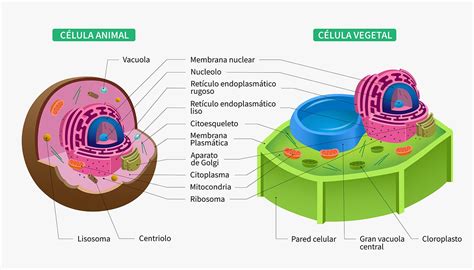 Célula Eucariota ¿qué Es Características Partes Y Más En 2020