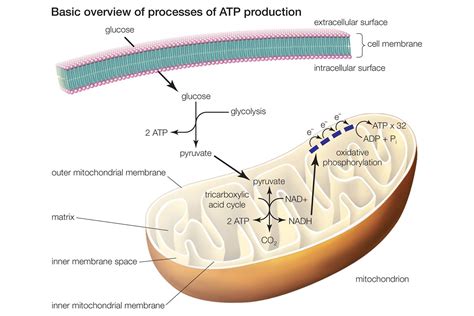 Learn About The 3 Main Stages Of Cellular Respiration