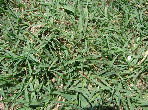 Bermuda Grass Sprout Pictures