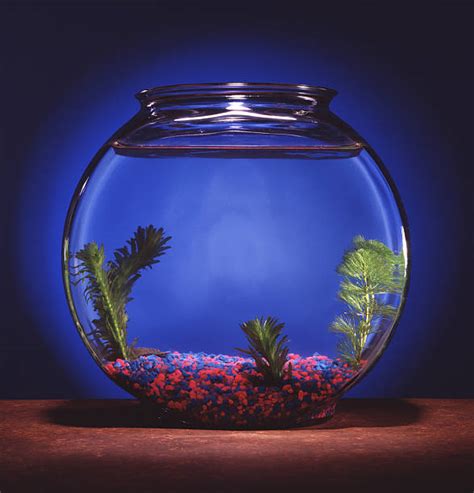 Royalty Free Fish Bowl Pictures Images And Stock Photos Istock