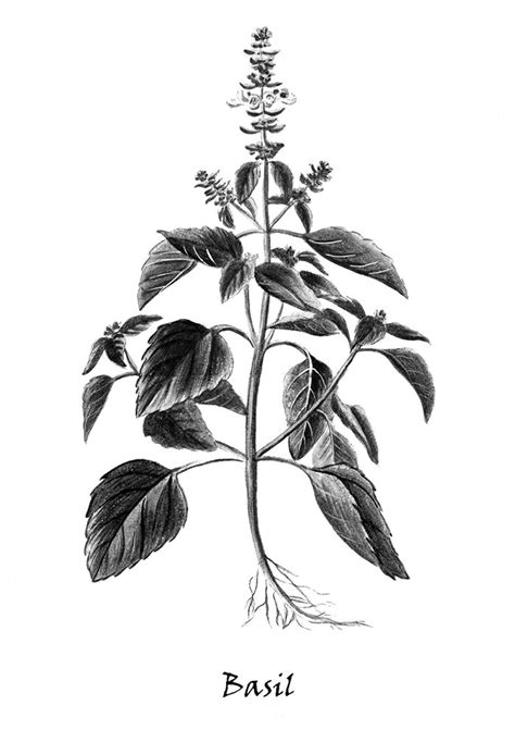 Black And White Botanical Print Herb Series 8x10 11x14 Etsy