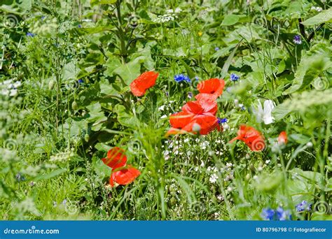 Blooming Wild Flowers In The Meadows And Roadsides Stock Photo Image