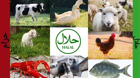 Animal That Are Haraam Halal And Makrooh To Eat In Islam Interesting