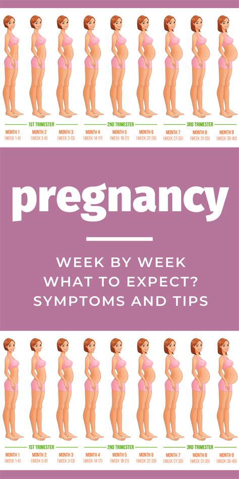 week by week pregnancy symptoms tips advice guide 1st trimester 2nd trimester 3rd