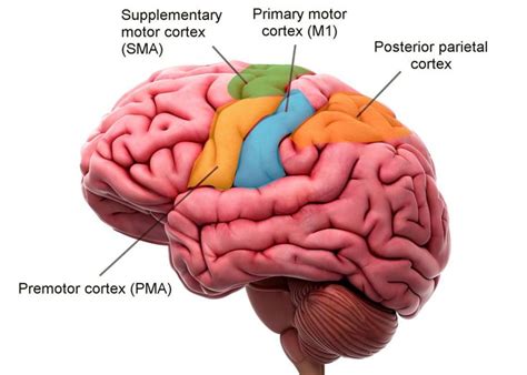 Location Structure And Function Of The Motor Cortex Motor Cortex