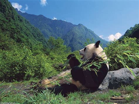 Actualizar 54 Images Dónde Viven Los Oso Panda Viaterramx