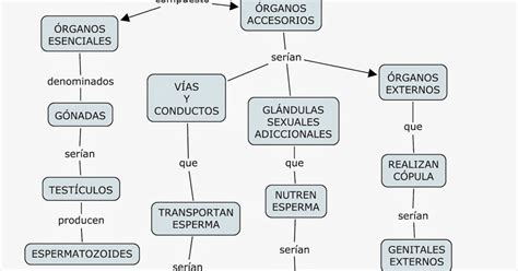 Mapa Conceptual Del Aparato Reproductor Masculino Tesmapa