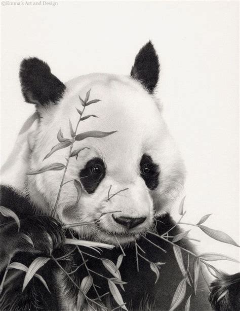 Пин от пользователя Amanda Deniger на доске Pandas Рисунки животных