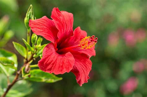 37 Of The Best Hibiscus Varieties Gardeners Path