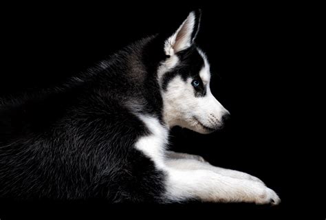 Can Huskies Be All Black
