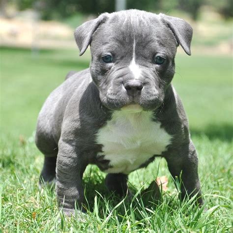 10 Adorable Pitbull Puppies Whore Ready To Blow Your Mind