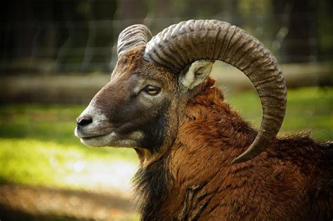 Mouflon Wild Sheep Sheep Horns Photograph By Les Classics Pixels