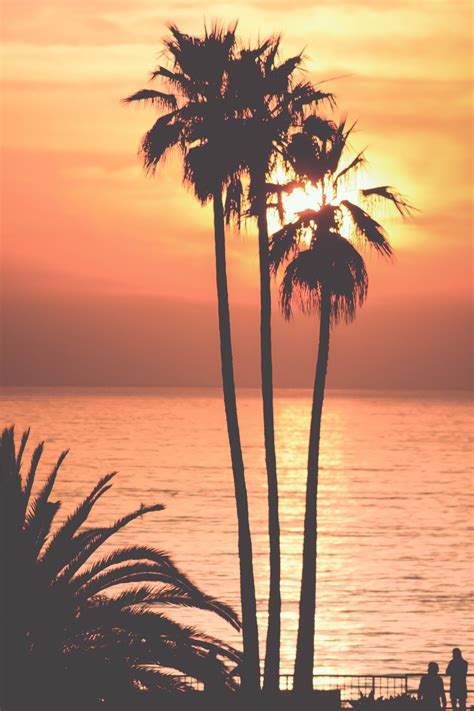 Cool Palm Tree Backgrounds Palm Tree Wallpaper This Wallpapers We