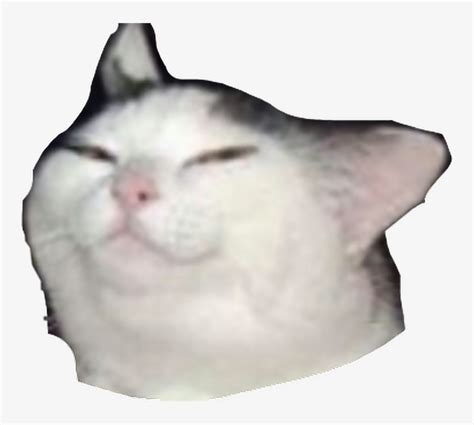Cat Meme Face Png The Images Have Been Used To Create Videos In Which My Xxx Hot Girl